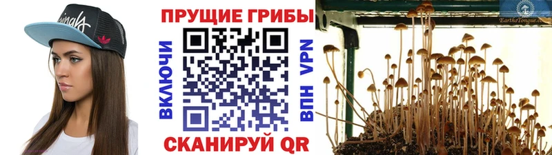Галлюциногенные грибы Cubensis  Радужный 
